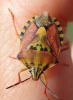 Carpocoris pudicus